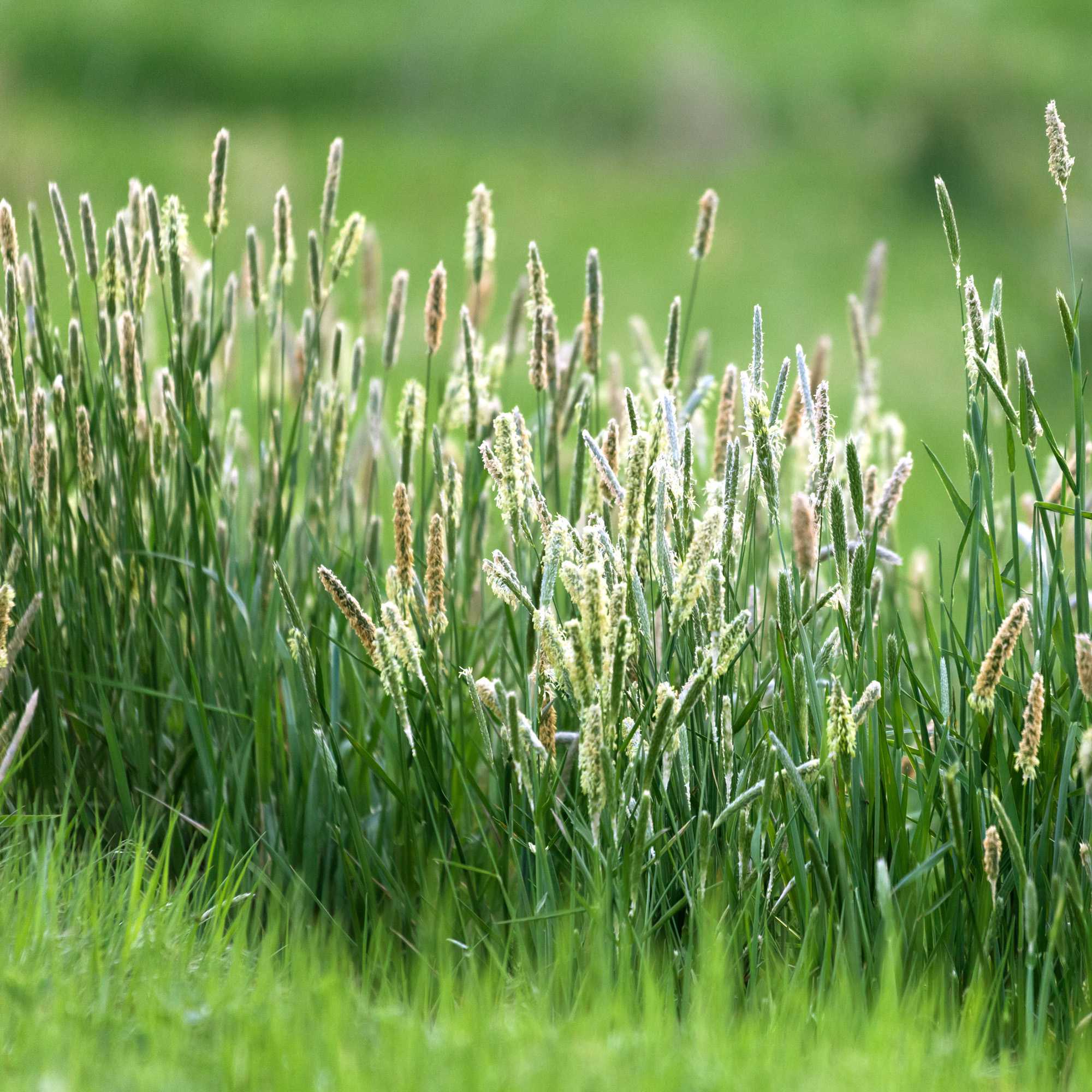 Timothy Grass – Bulk