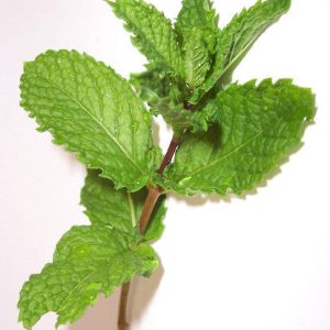 Bickford Spearmint Oil
