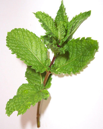 Bickford Spearmint Oil