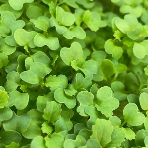 Wasabi Mustard Microgreens