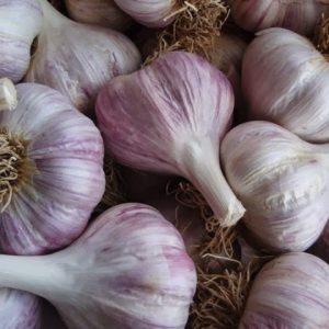 Red Chesnok Seed Garlic