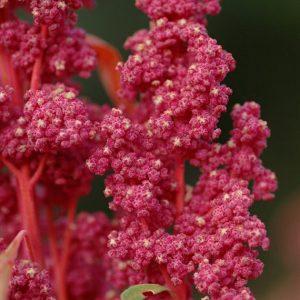 Cherry Vanilla Quinoa