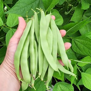 Roma ll Bush Bean BULK