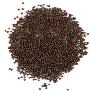 Brown Mustard Sprouting Seeds