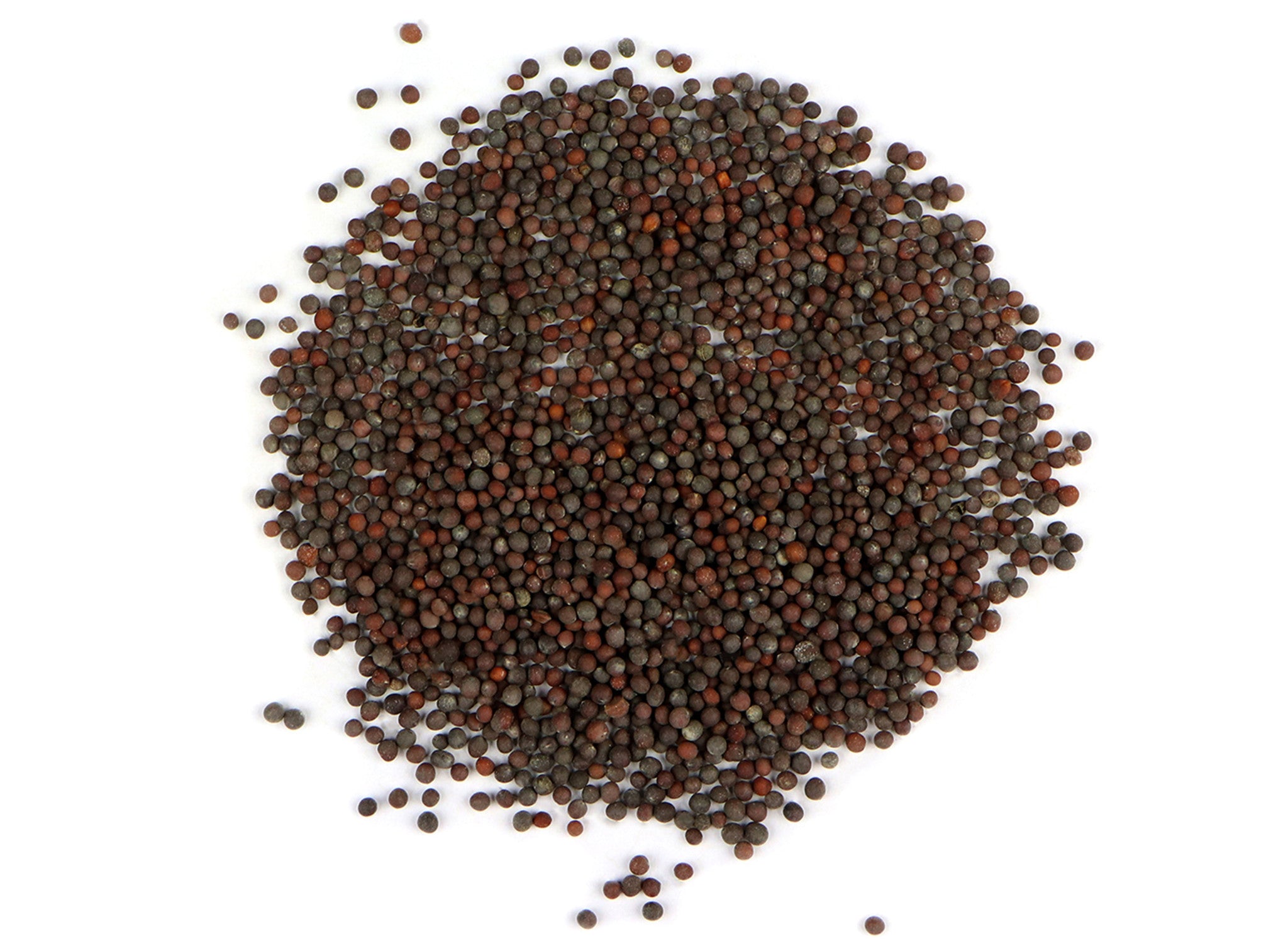 Brown Mustard Sprouting Seeds