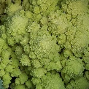 Romanesco Italia Broccoli BULK
