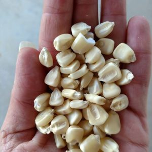 Boone County White Corn BULK