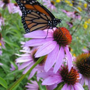BULK Butterfly Garden Mix