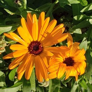 Calendula, Mix BULK
