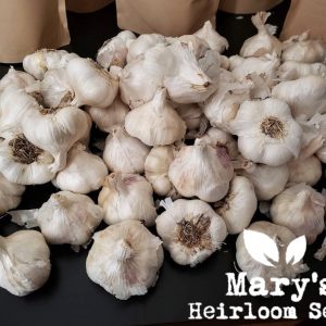 California Early White Seed Garlic