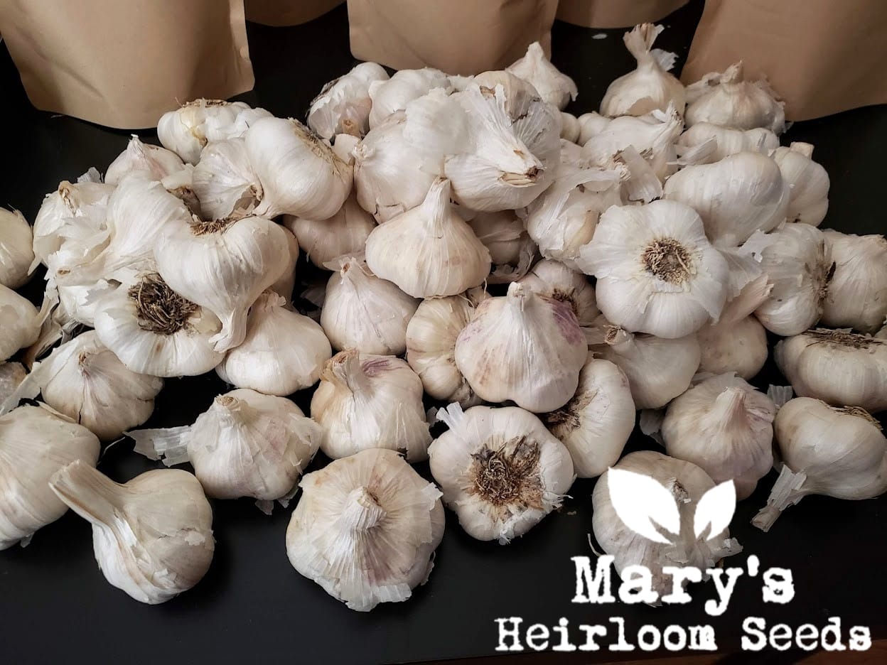California Early White Seed Garlic