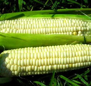 Aunt Mary’s Sweet Corn