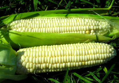 Aunt Mary’s Sweet Corn