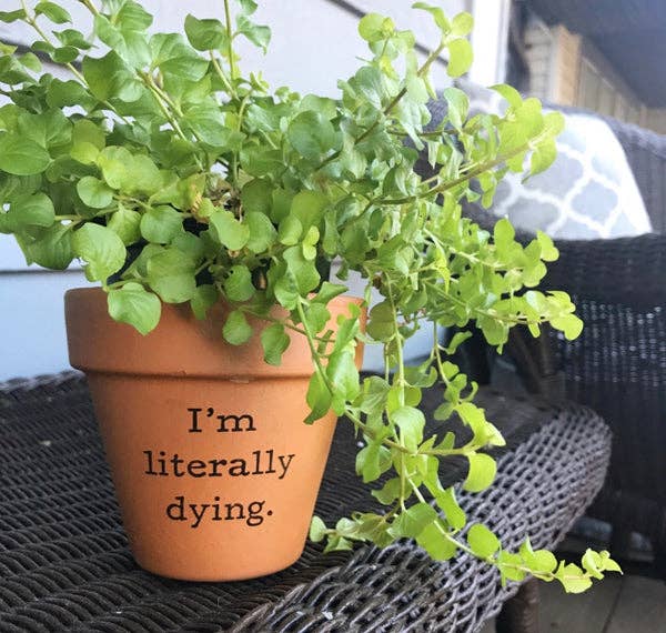 Buffalovely – I’m Literally Dying Terra Cotta Flower Pot