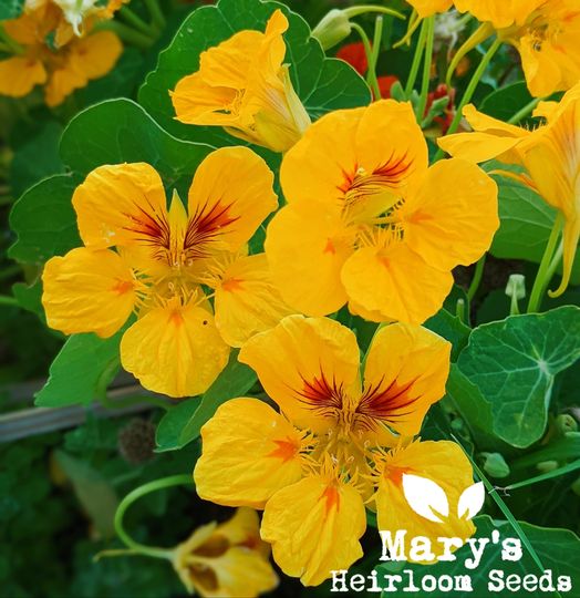 “Wild & Untamed” Hummingbird & Pollinator Wildflowers Mix – Bulk