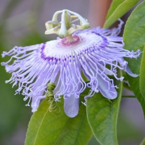 Purple Passion Flower