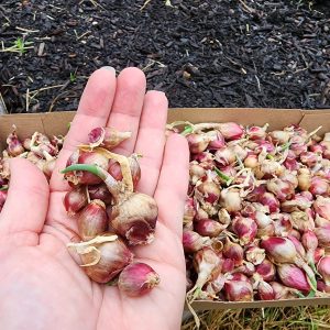 Egyptian Walking Onions-Seasonal