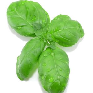 Bickford Basil Oil