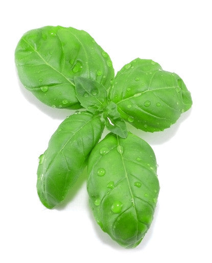 Bickford Basil Oil