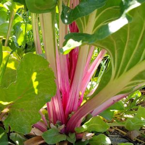 Color-Themed Seed Combo: PINK
