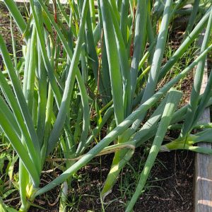 Evergreen White Bunching Onion BULK