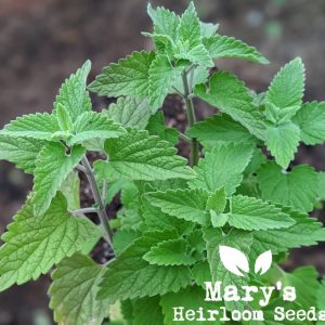 Catnip BULK