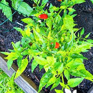 Thai Hot Pepper