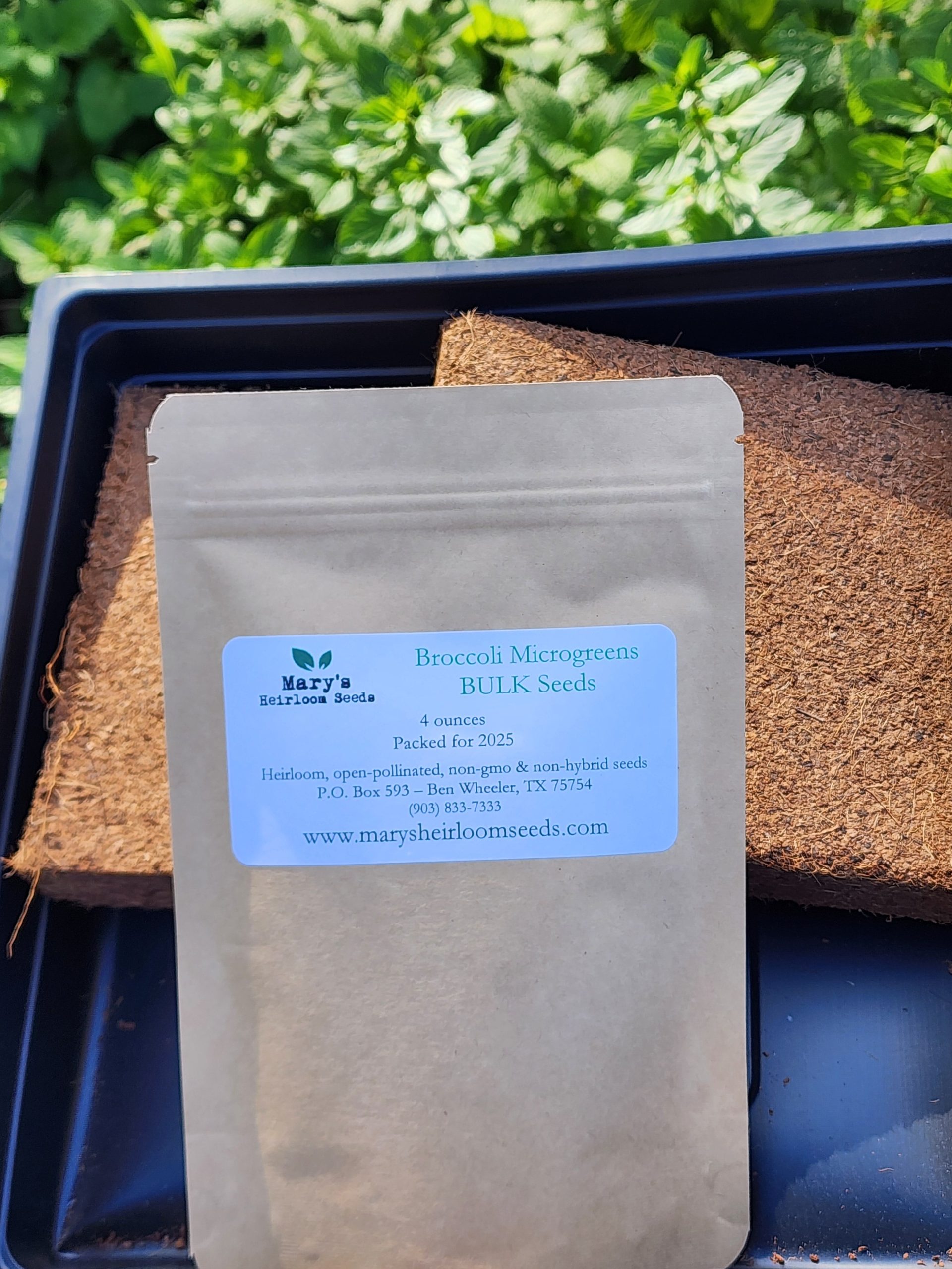Broccoli Microgreens Starter Kit GIFT BOX