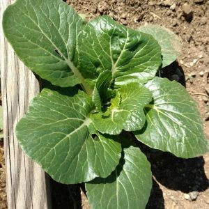 Dwarf Pak Choy Cabbage BULK