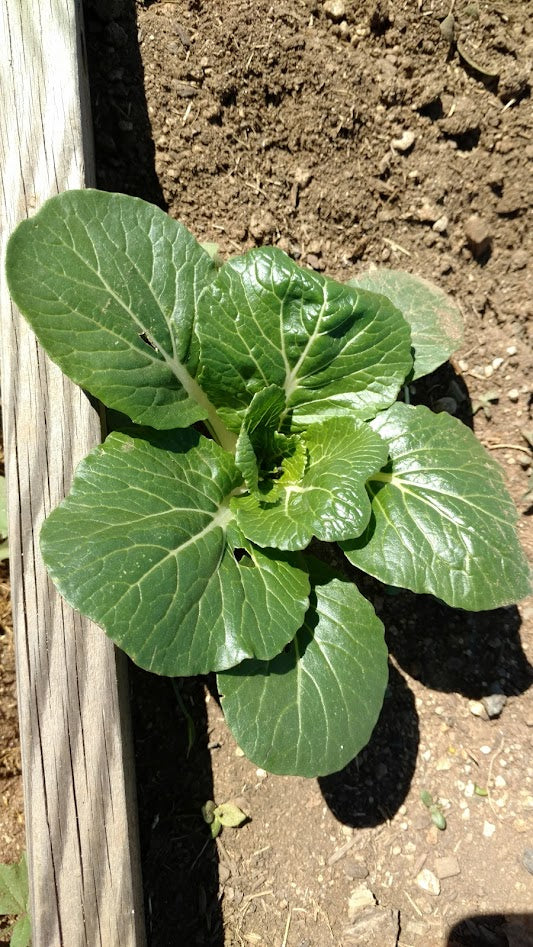 Dwarf Pak Choy Cabbage BULK