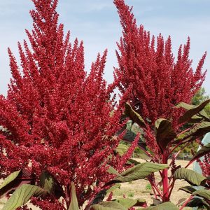 Color-Themed Seed Combo: RED