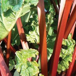 Victoria Rhubarb