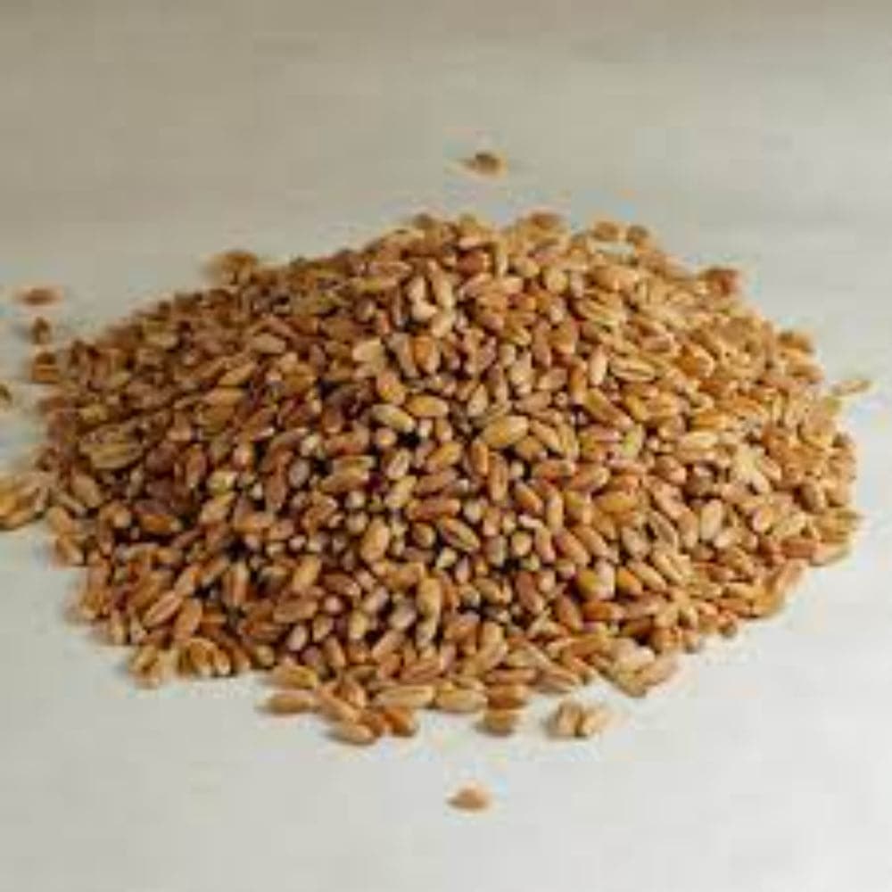 Giusto’s EB – Organic Wheat Berries Hard Red, 50 Lb