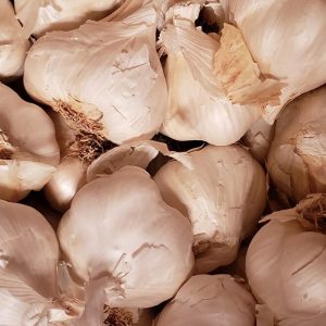 California Late White Seed Garlic