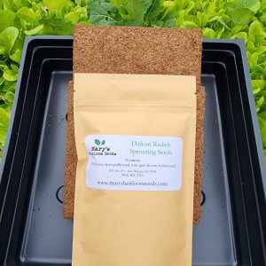 Daikon Radish Microgreens Starter Kit GIFT BOX