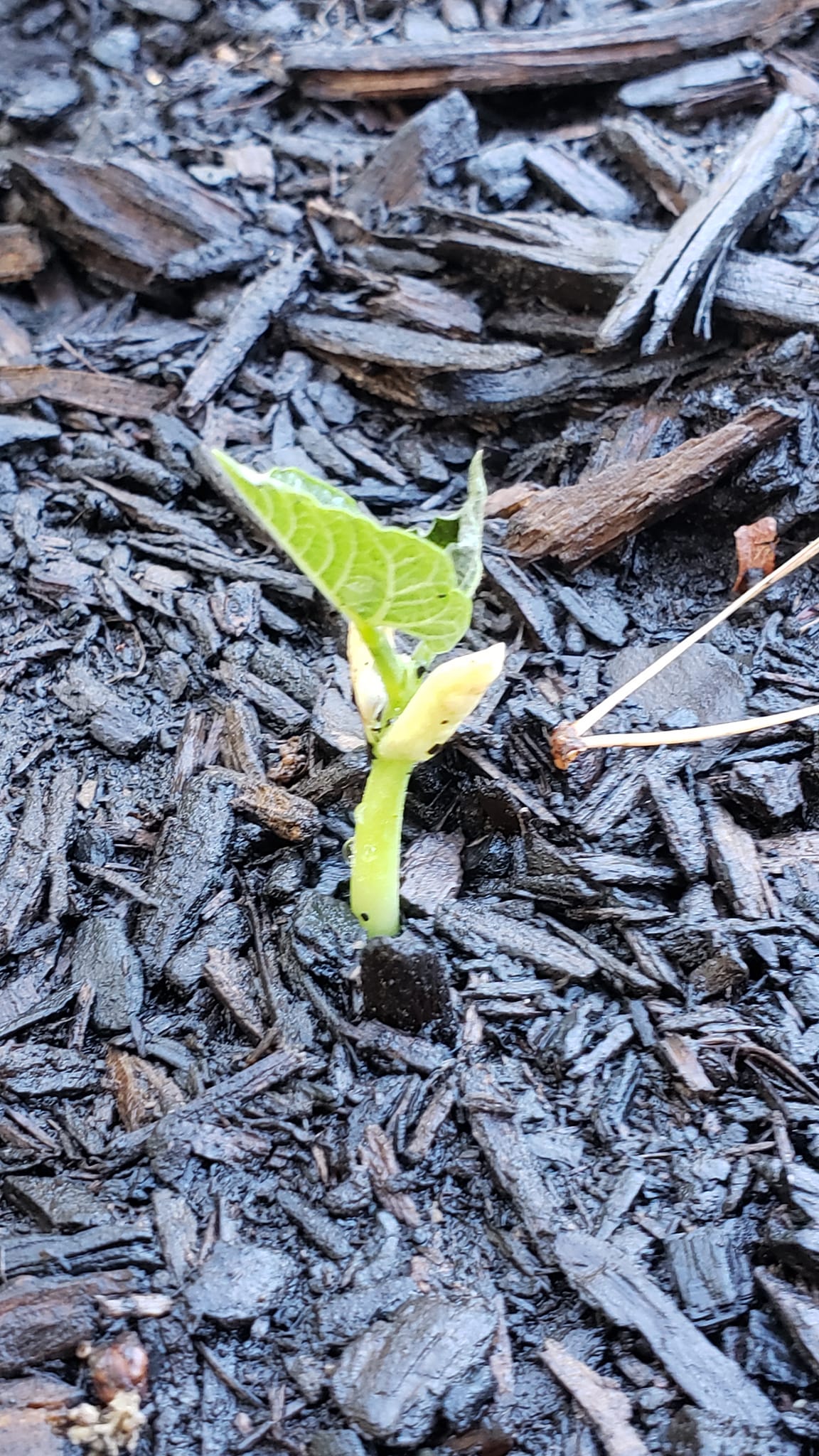 Jade Bush Bean – Bulk