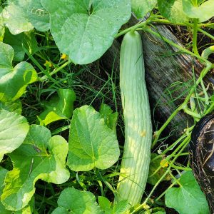 Armenian Cucumber BULK