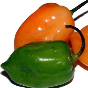 Bickford Habanero Oil