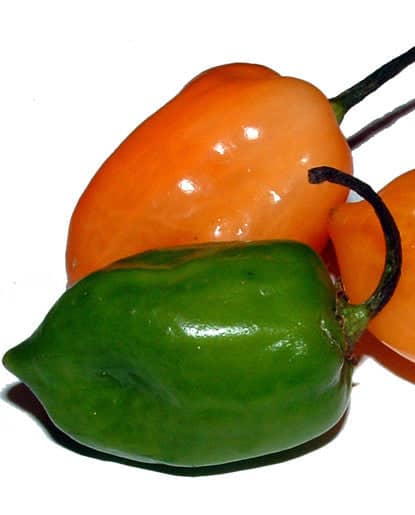 Bickford Habanero Oil