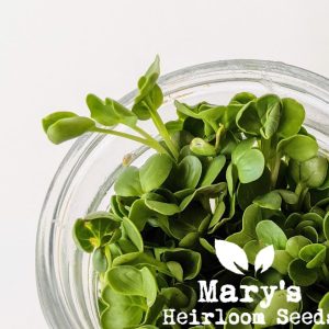 Daikon Radish Sprouting Seeds