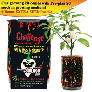 Challenge Peruvian White Habanero Pepper Plant