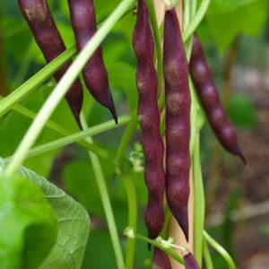 Cherokee Trail of Tears Pole Beans