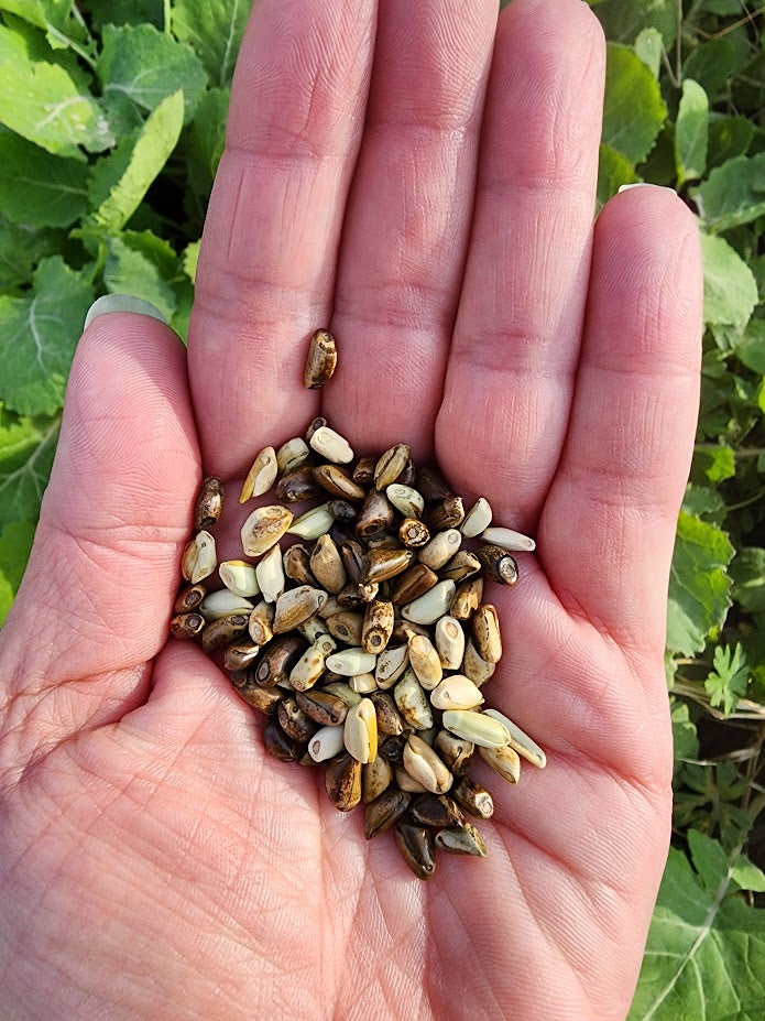 Mexican Annual Teosinte BULK Seeds