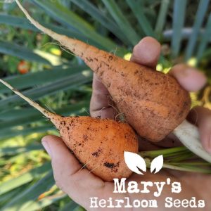 Chantenay Red Core Carrot BULK