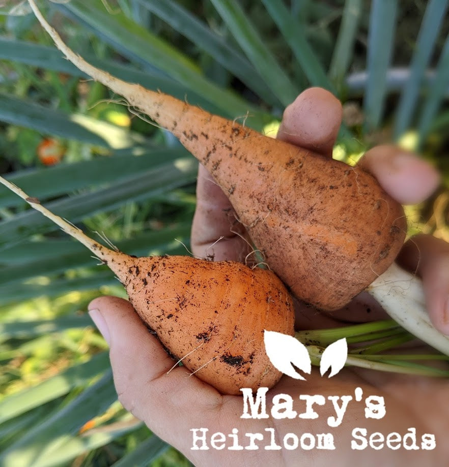 Chantenay Red Core Carrot BULK