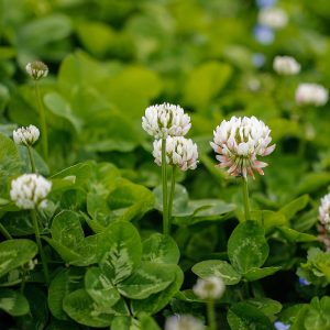 White Dutch Clover BULK Seeds