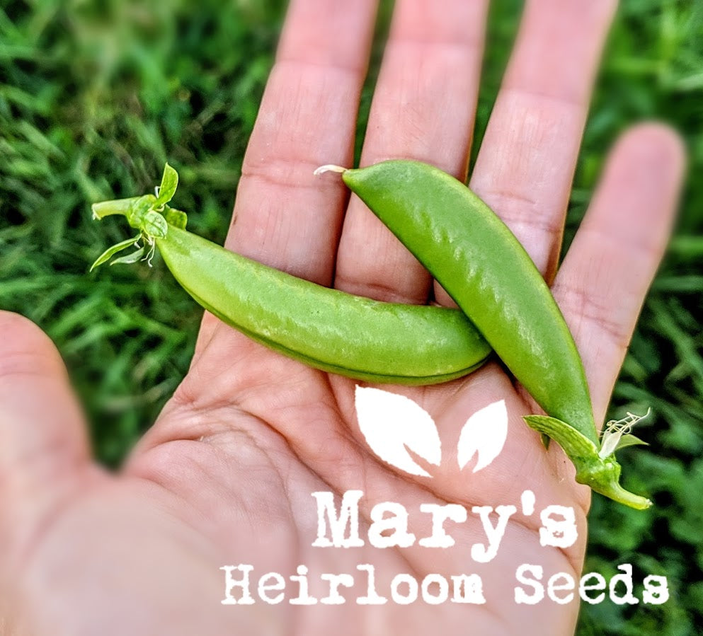 Parie’s Fall Garden Seed Combo