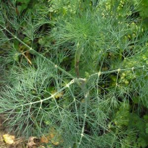 Dill Mammoth BULK