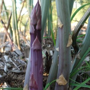 Sweet Purple Asparagus