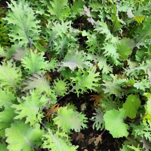 Russian Red “Ragged Jack” Kale BULK